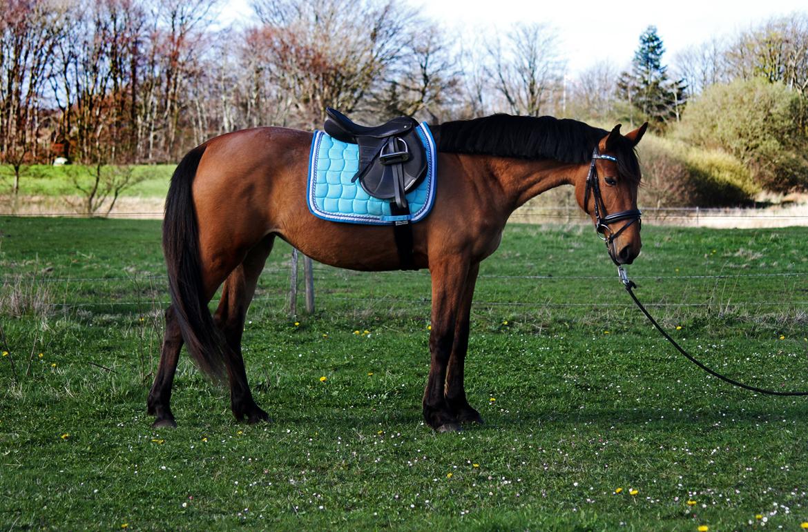 Dansk Varmblod Angel of music (SOLGT) *For evigt elsket <3* billede 2