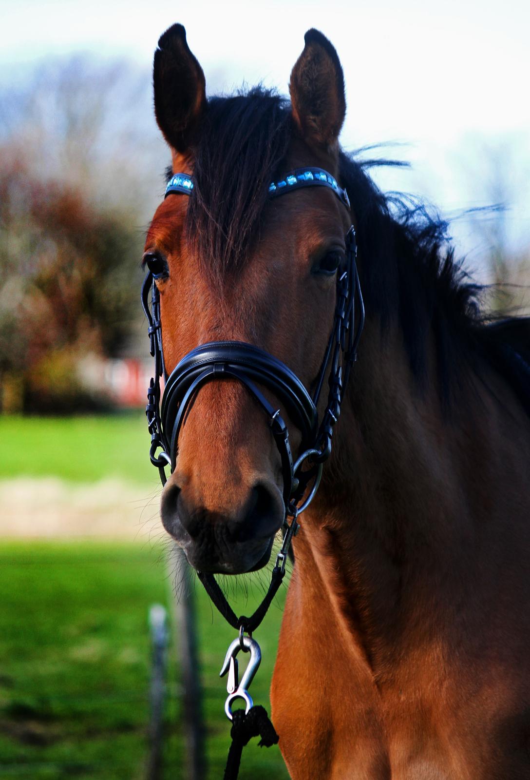 Dansk Varmblod Angel of music (SOLGT) *For evigt elsket <3* billede 4