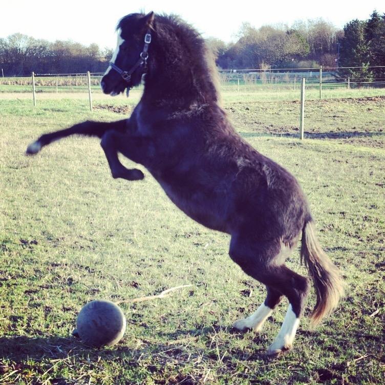 Welsh Mountain (sec A) Lerhoejs Smurfette - Velkommen til Smølffine profil. Her lige et billede af en dag hvor vi hyggede ud på folden med boldspil  billede 1