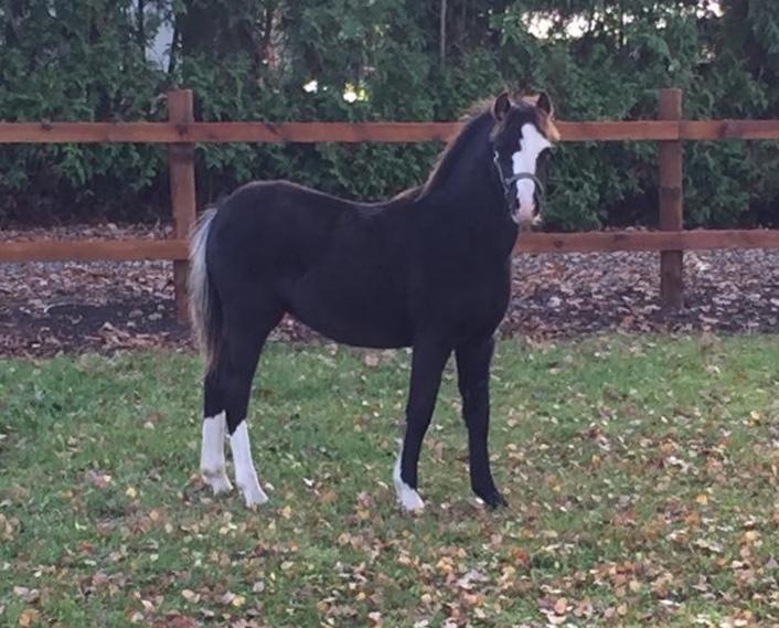 Welsh Mountain (sec A) Lerhoejs Smurfette - Her har jeg lige hentet hende. 1 nov 2014 billede 2