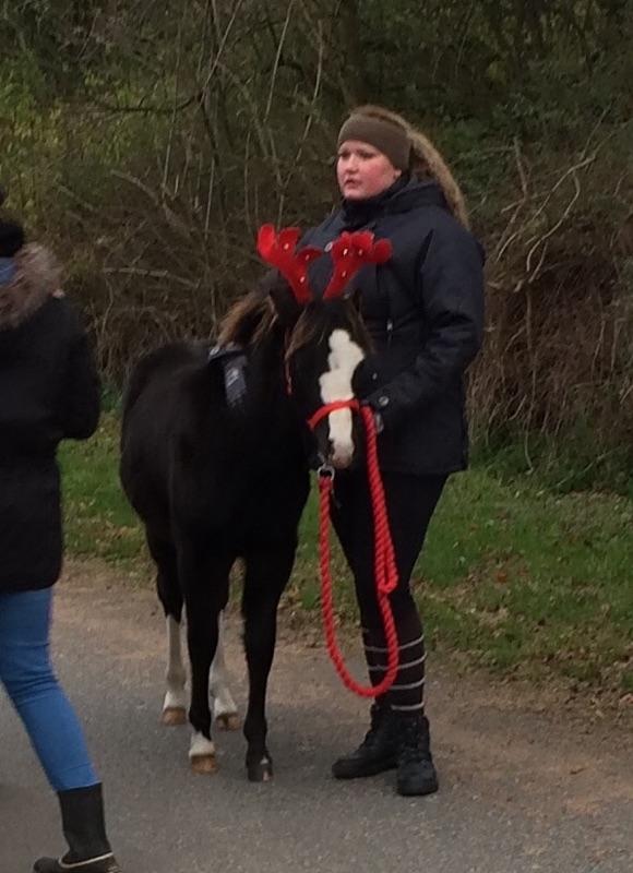 Welsh Mountain (sec A) Lerhoejs Smurfette - Smølffine med til sit første juleoptog 2014 billede 3