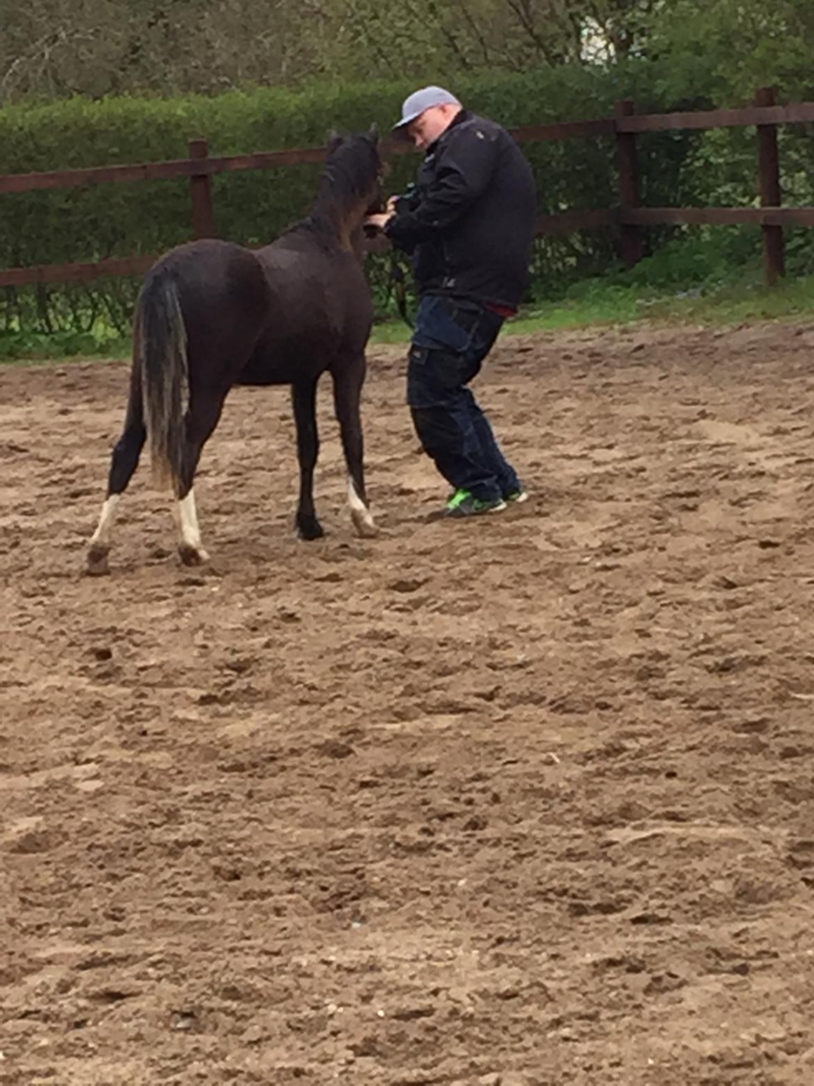 Welsh Mountain (sec A) Lerhoejs Smurfette - Det er ikke nemt at være fotograf til en nysgerrig hest.  billede 4
