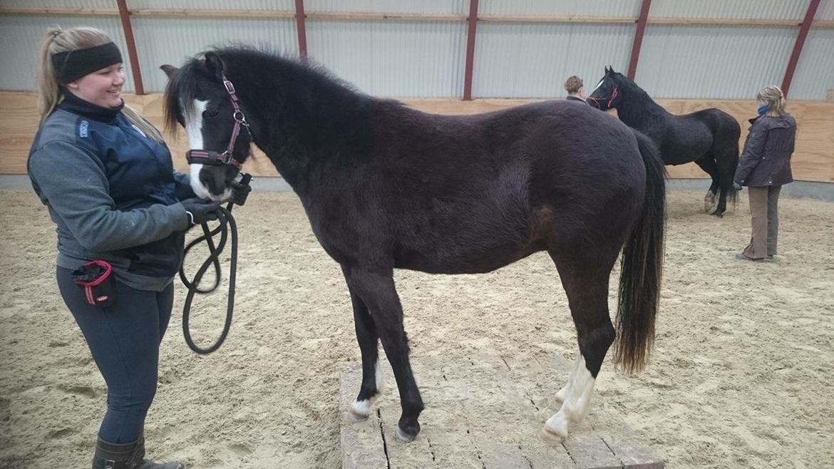 Welsh Mountain (sec A) Lerhoejs Smurfette - Her er vi til agility kursus. Første gang vi er i byen.  billede 5