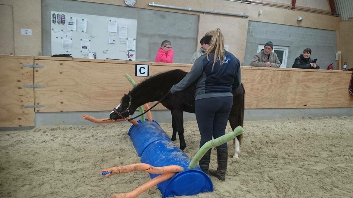 Welsh Mountain (sec A) Lerhoejs Smurfette billede 6