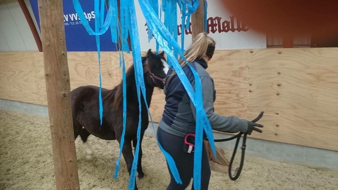 Welsh Mountain (sec A) Lerhoejs Smurfette billede 7