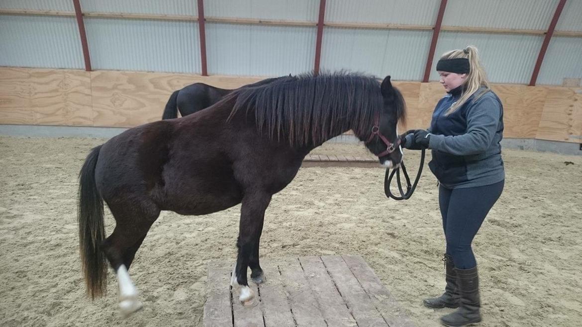 Welsh Mountain (sec A) Lerhoejs Smurfette billede 8