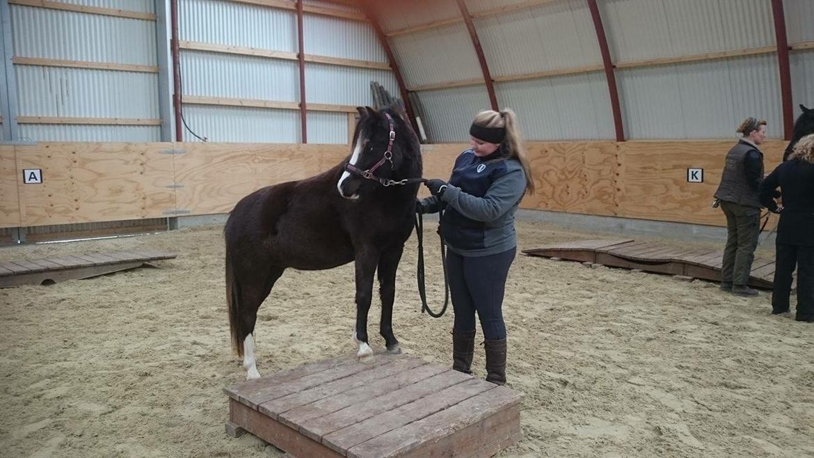 Welsh Mountain (sec A) Lerhoejs Smurfette billede 9