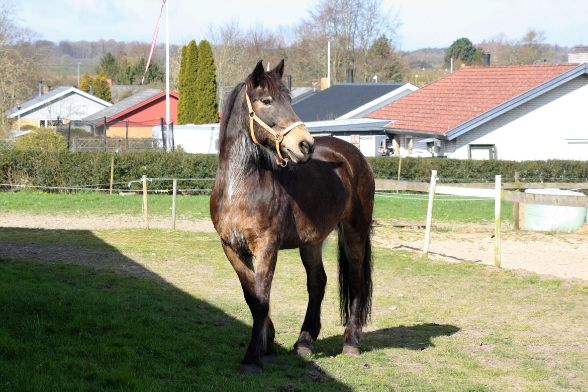 Anden særlig race Filicity (Freja) - 23/04 -16 billede 4