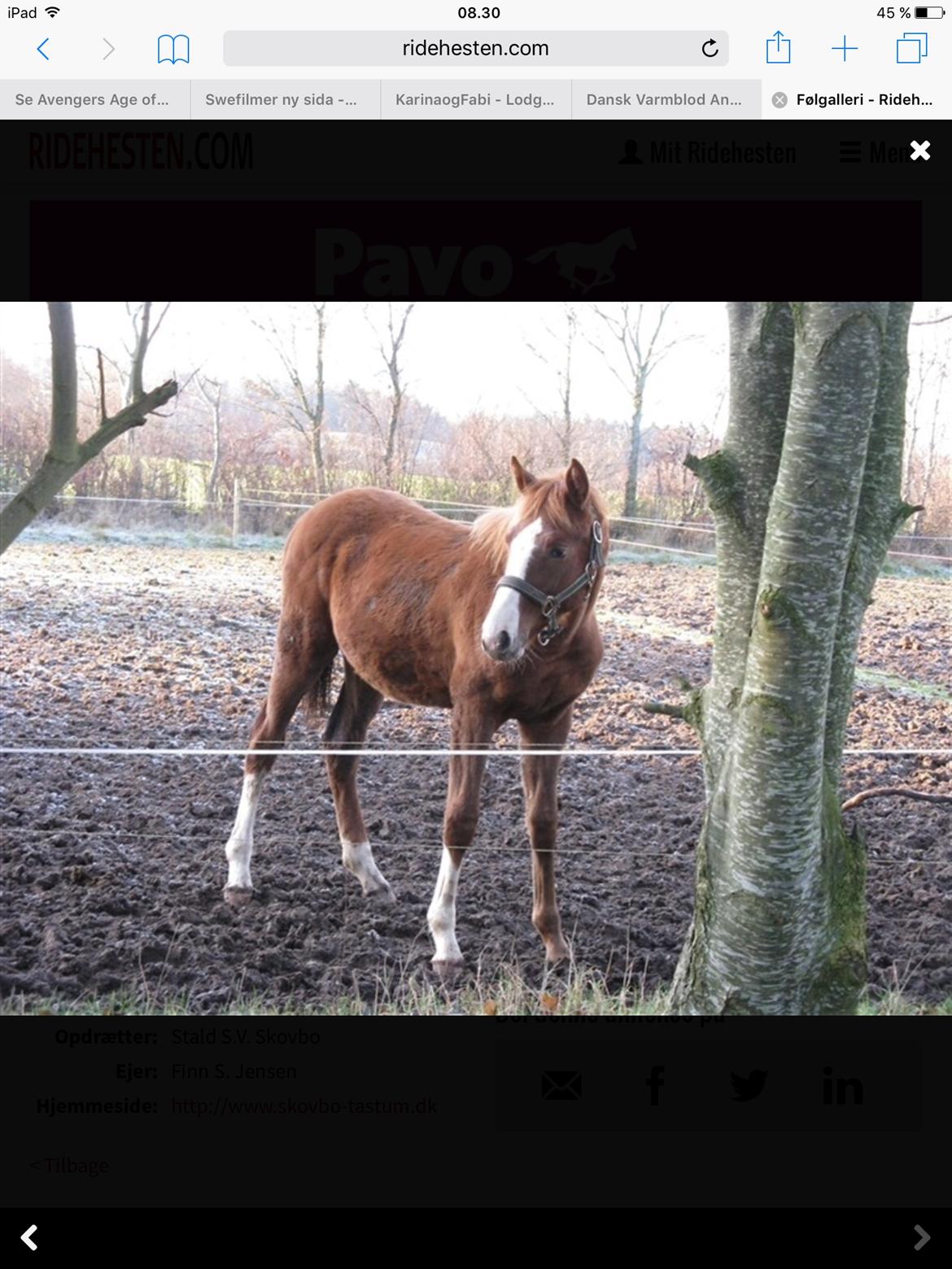 Dansk Varmblod Another Prince  Skovbo (Solgt) - Aps som plag billede 16