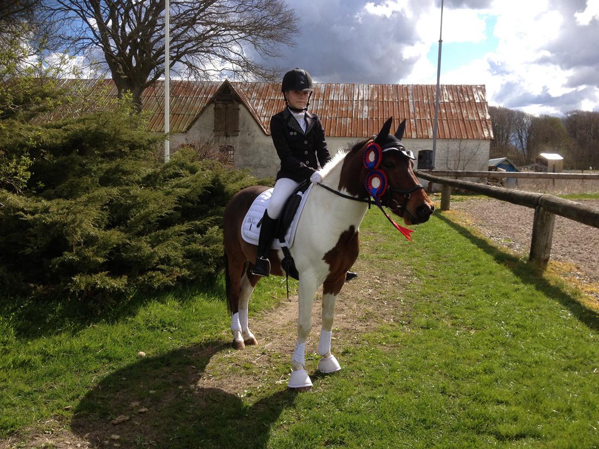 Pinto Toftekærgårds don julius billede 9