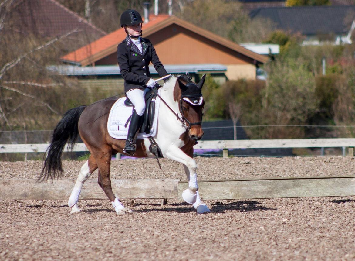 Pinto Toftekærgårds don julius billede 10