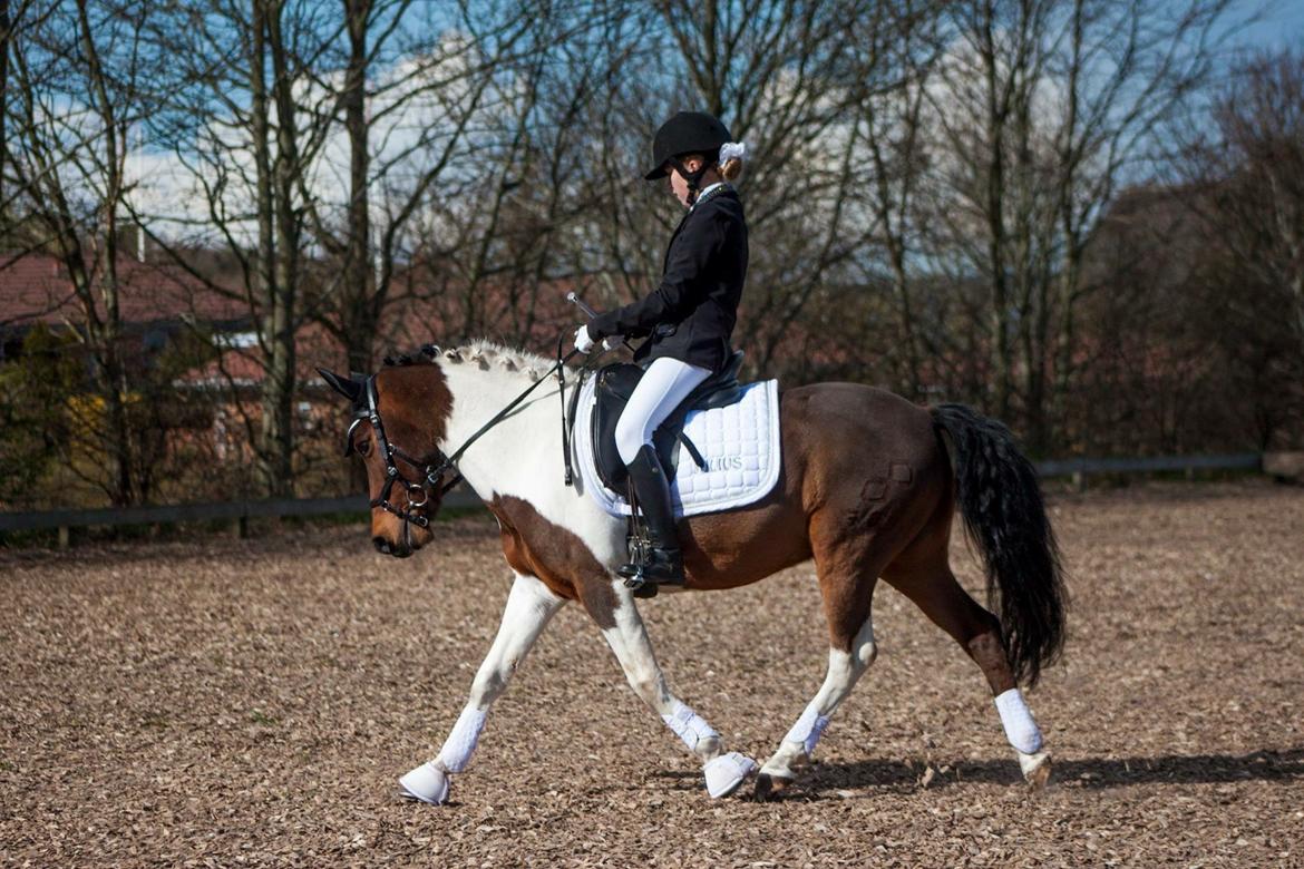 Pinto Toftekærgårds don julius billede 12
