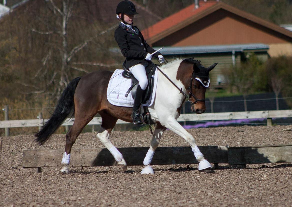 Pinto Toftekærgårds don julius billede 11