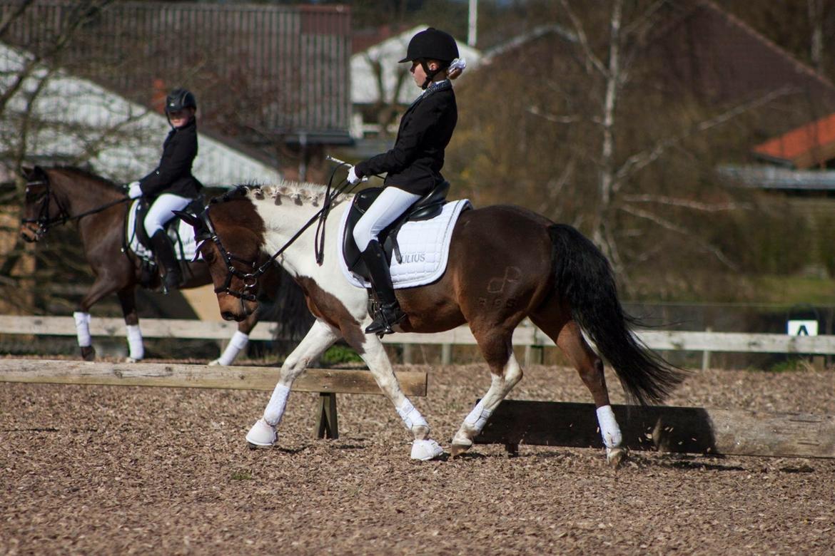 Pinto Toftekærgårds don julius billede 14