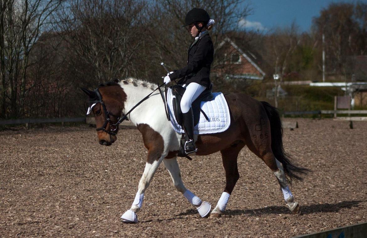 Pinto Toftekærgårds don julius billede 13