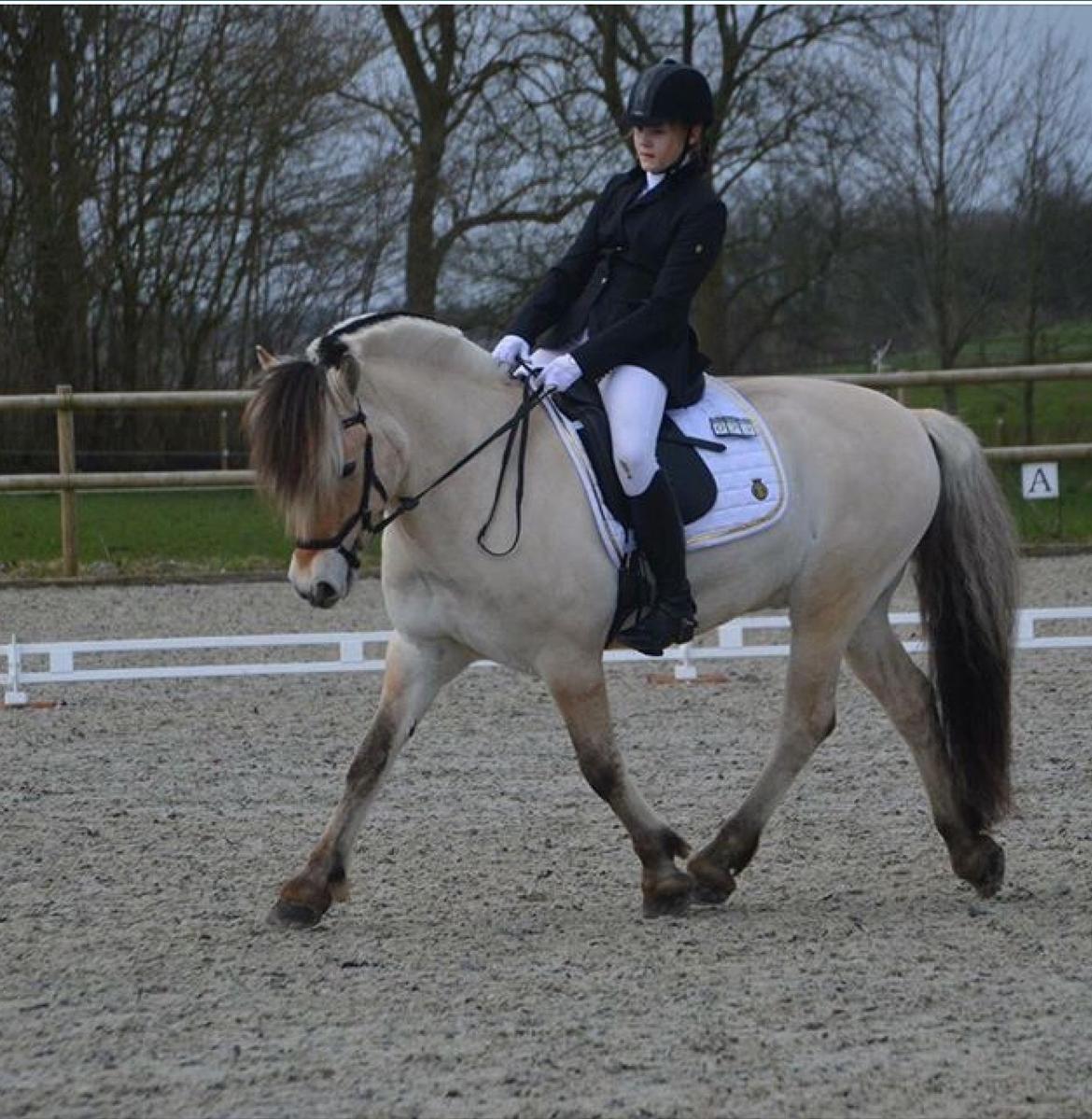 Fjordhest  Nemo Hovborg billede 14