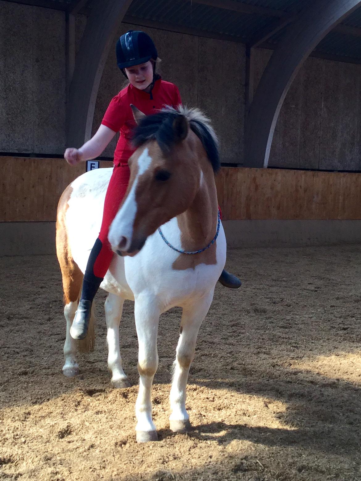 Fjordhest / Pinto Dolly billede 1