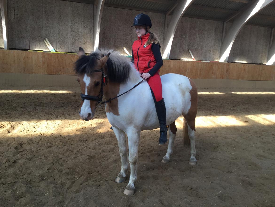 Fjordhest / Pinto Dolly billede 2