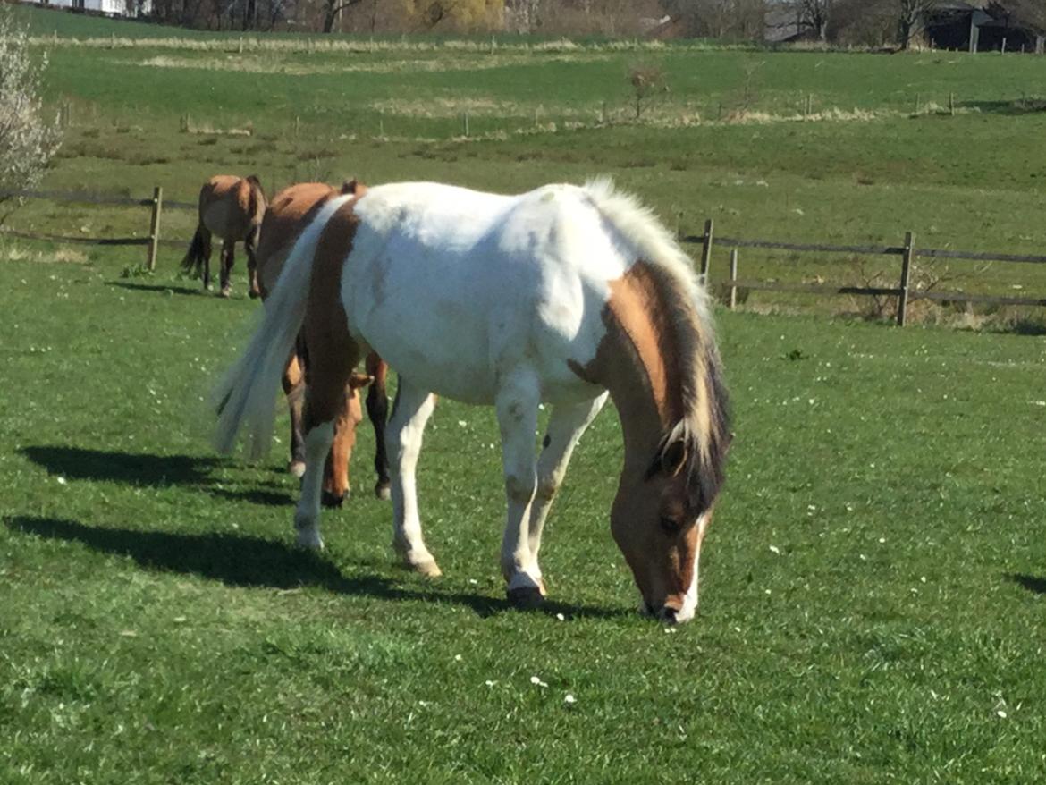 Fjordhest / Pinto Dolly billede 4