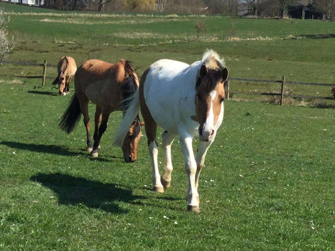 Fjordhest / Pinto Dolly billede 3