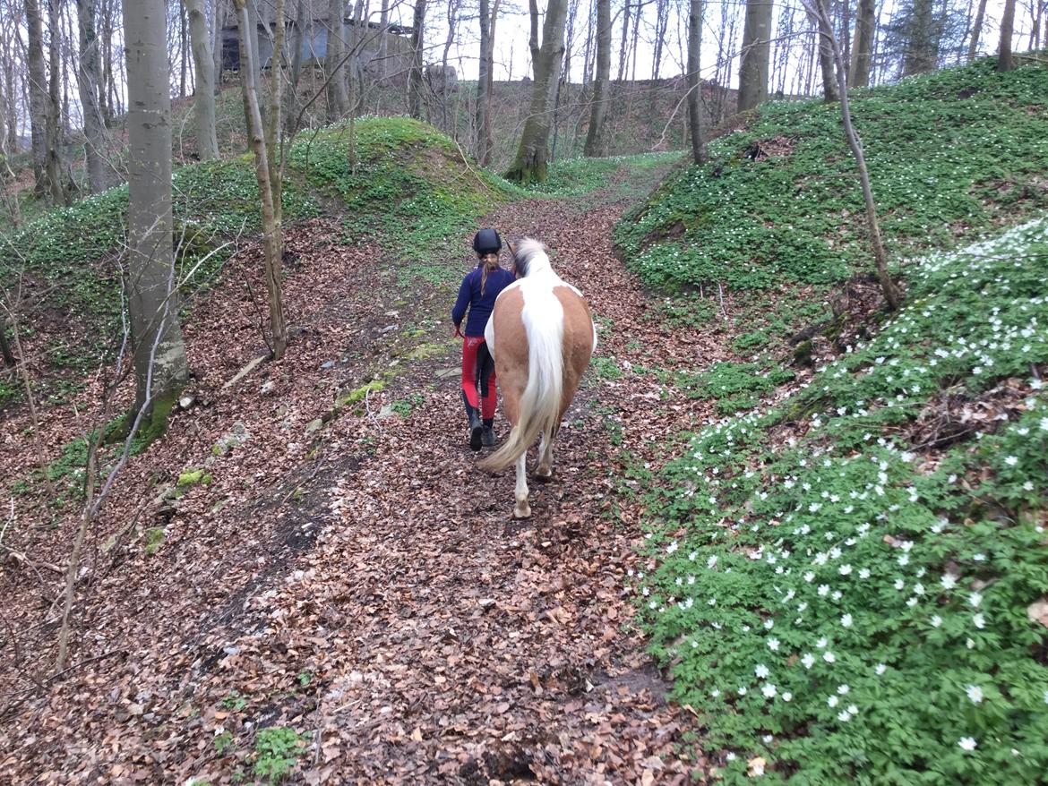 Fjordhest / Pinto Dolly billede 13