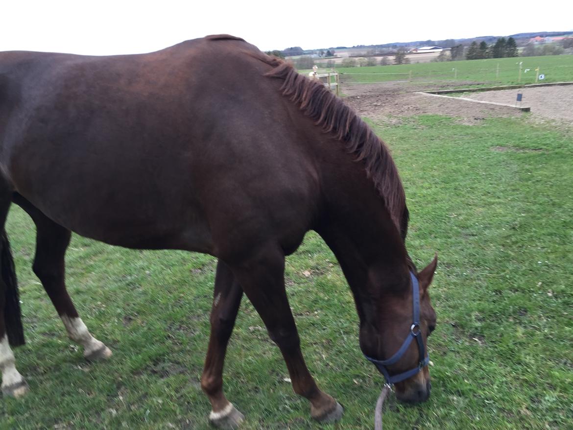 Dansk Varmblod Skovbo`s Romina billede 27