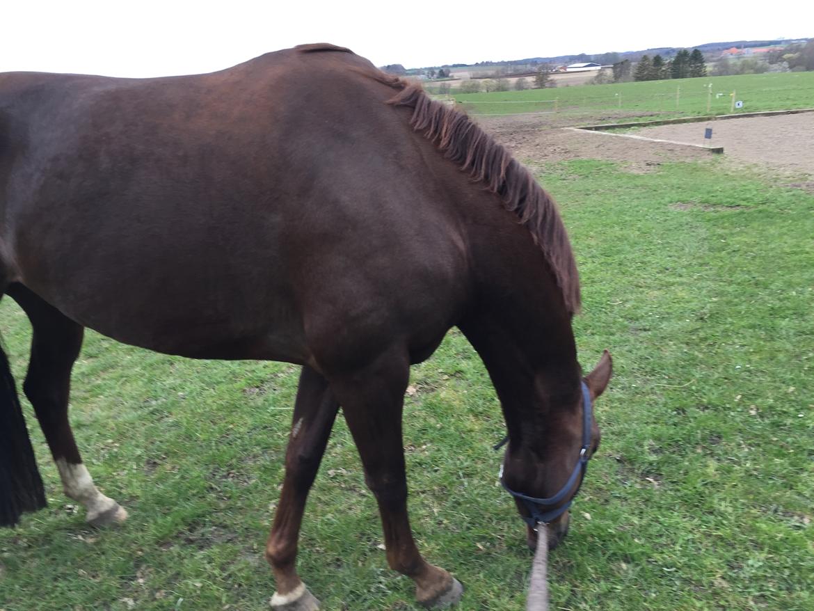Dansk Varmblod Skovbo`s Romina billede 28