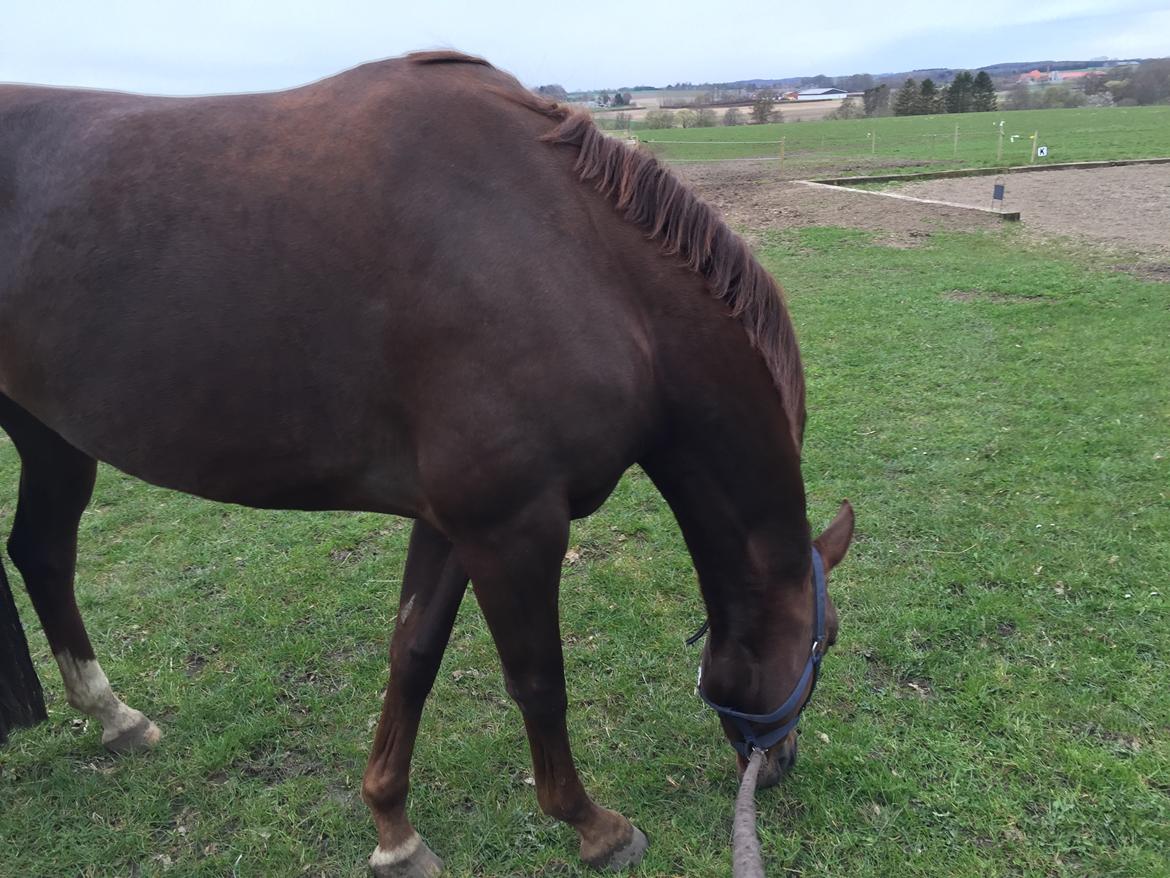 Dansk Varmblod Skovbo`s Romina billede 29