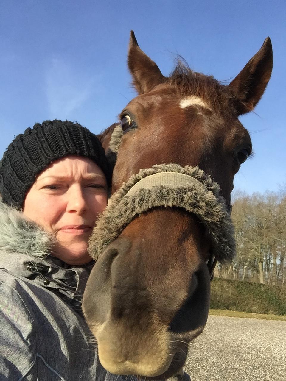 Dansk Varmblod Skovbo`s Romina billede 33