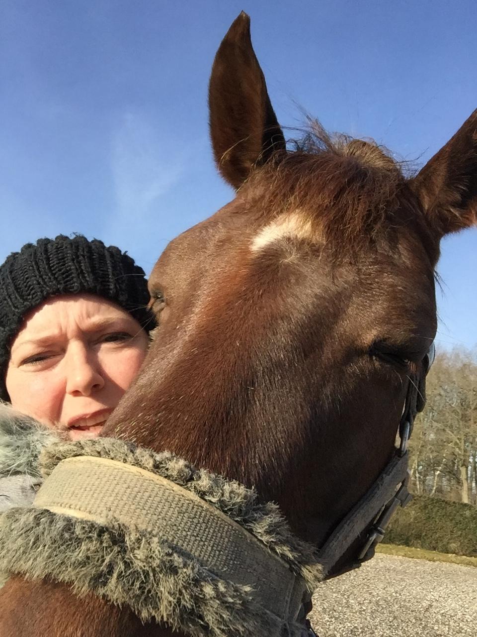 Dansk Varmblod Skovbo`s Romina billede 34