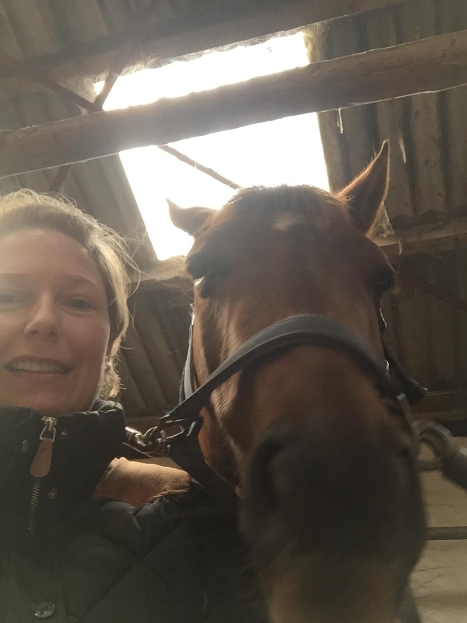 Dansk Varmblod Skovbo`s Romina billede 35