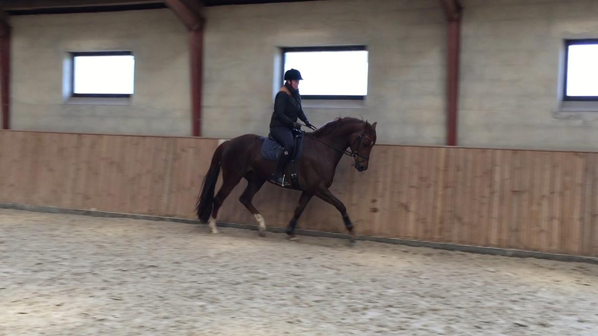 Dansk Varmblod Skovbo`s Romina billede 37