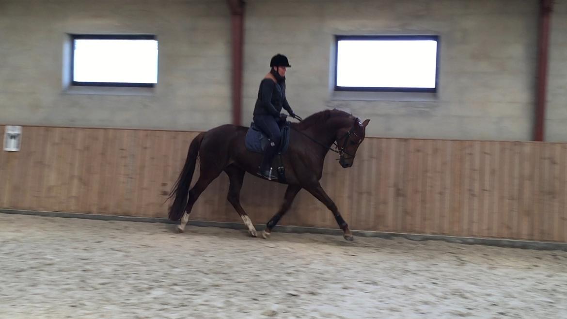 Dansk Varmblod Skovbo`s Romina billede 38