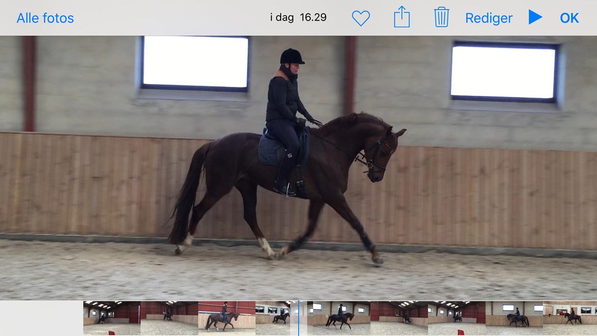 Dansk Varmblod Skovbo`s Romina billede 39