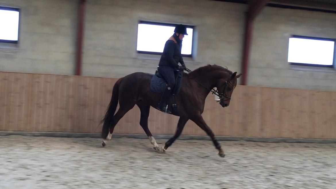 Dansk Varmblod Skovbo`s Romina billede 40