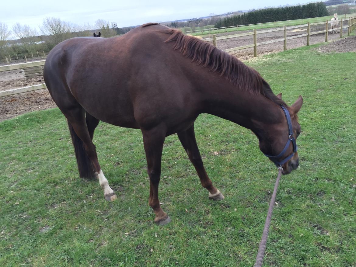 Dansk Varmblod Skovbo`s Romina billede 30