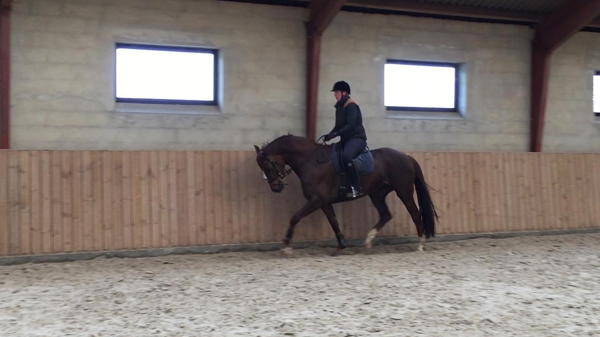 Dansk Varmblod Skovbo`s Romina billede 42