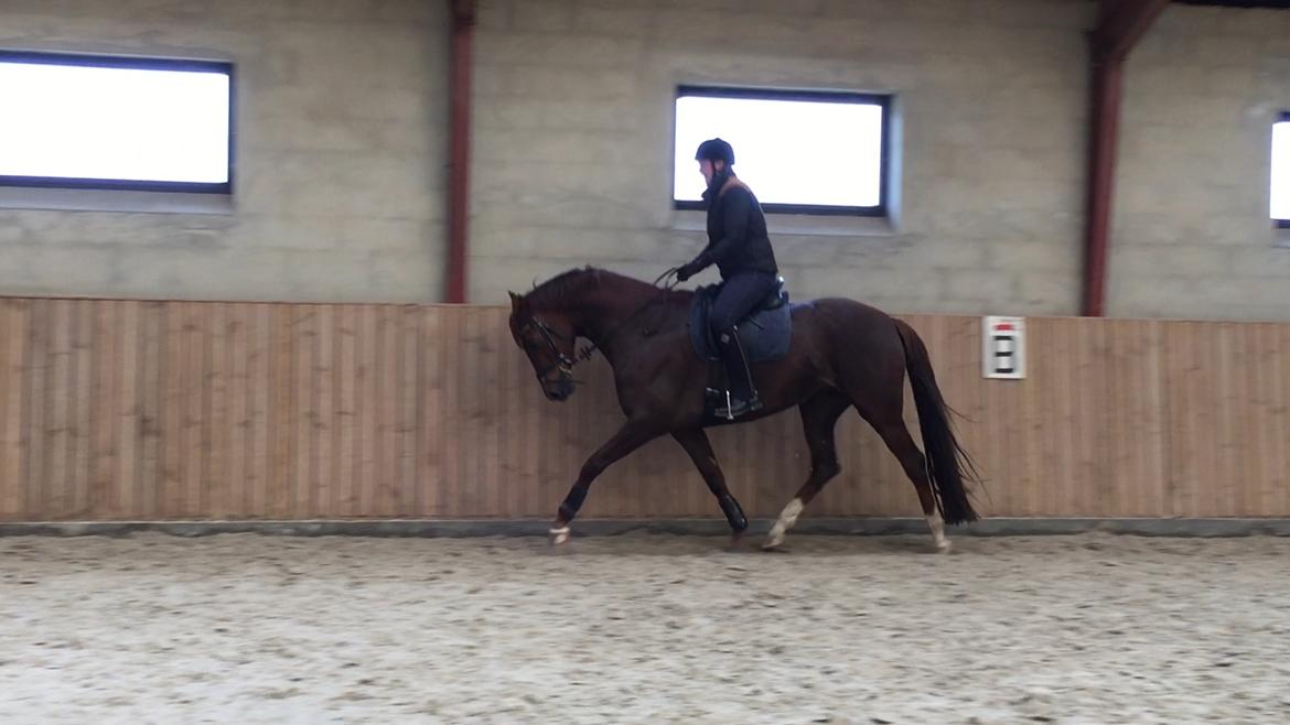 Dansk Varmblod Skovbo`s Romina billede 43