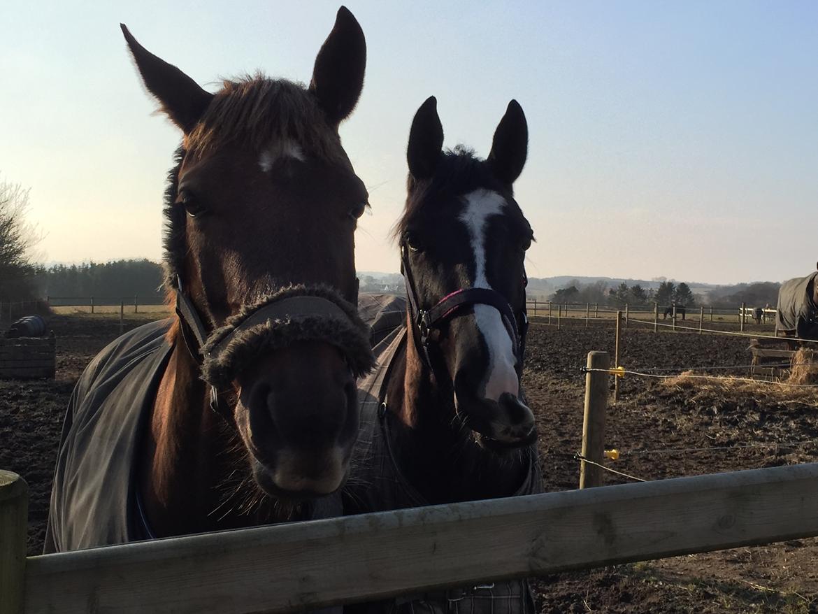 Dansk Varmblod Skovbo`s Romina billede 48