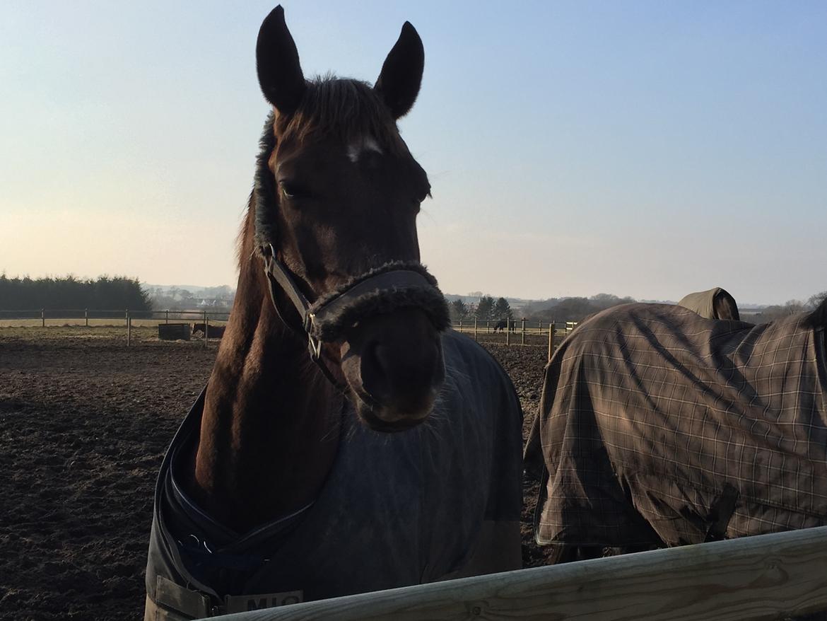 Dansk Varmblod Skovbo`s Romina billede 49