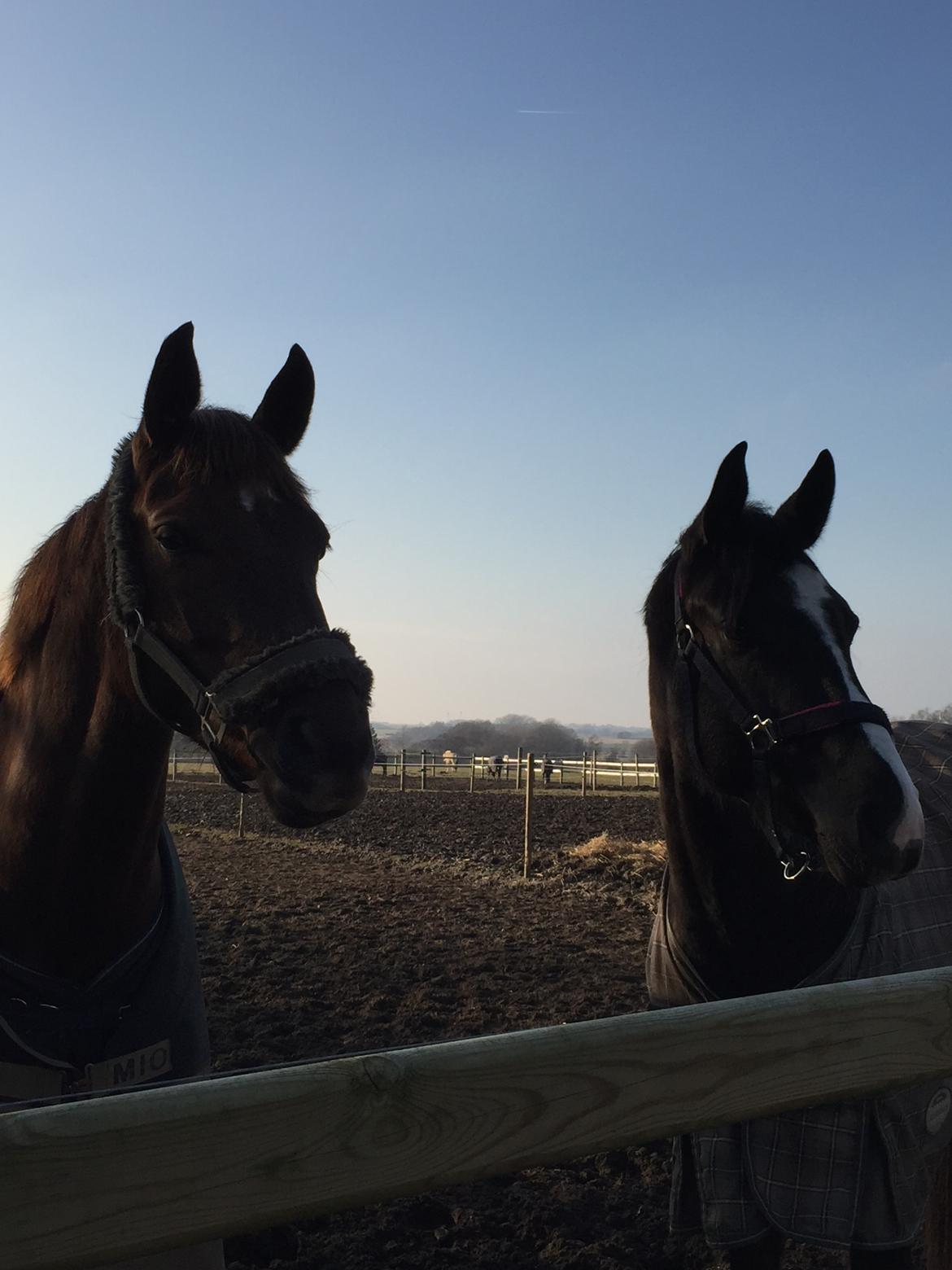 Dansk Varmblod Skovbo`s Romina billede 50