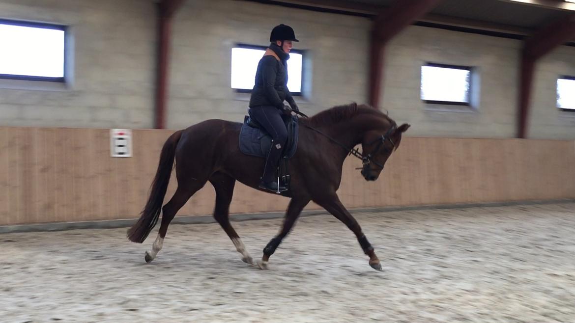 Dansk Varmblod Skovbo`s Romina billede 41