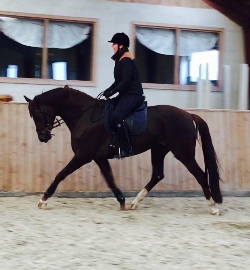 Dansk Varmblod Skovbo`s Romina billede 44