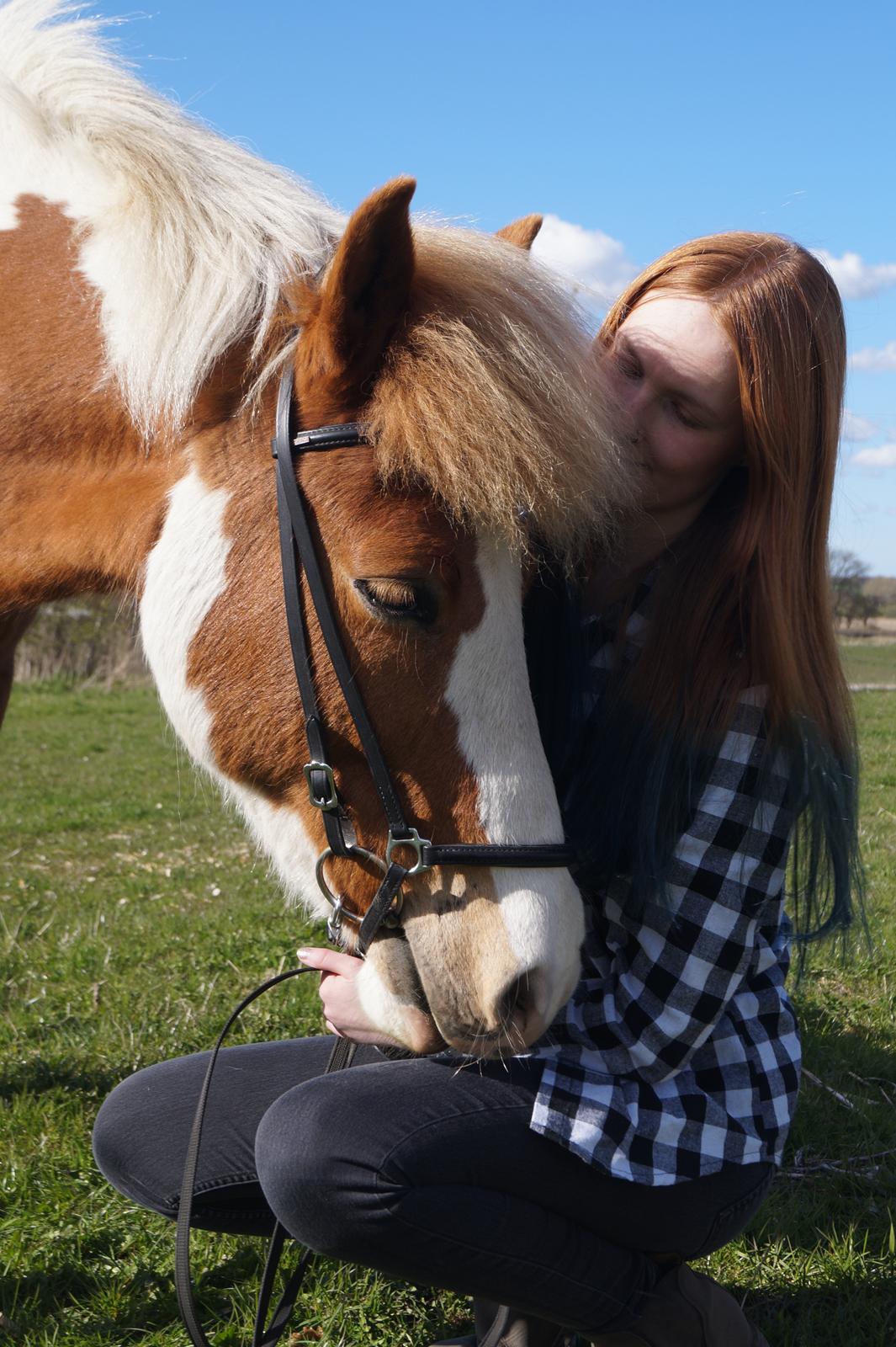 Islænder Gullfaxa fra Gudenådalen (Gulle) - Velkommen til Gulle's profil :) billede 1
