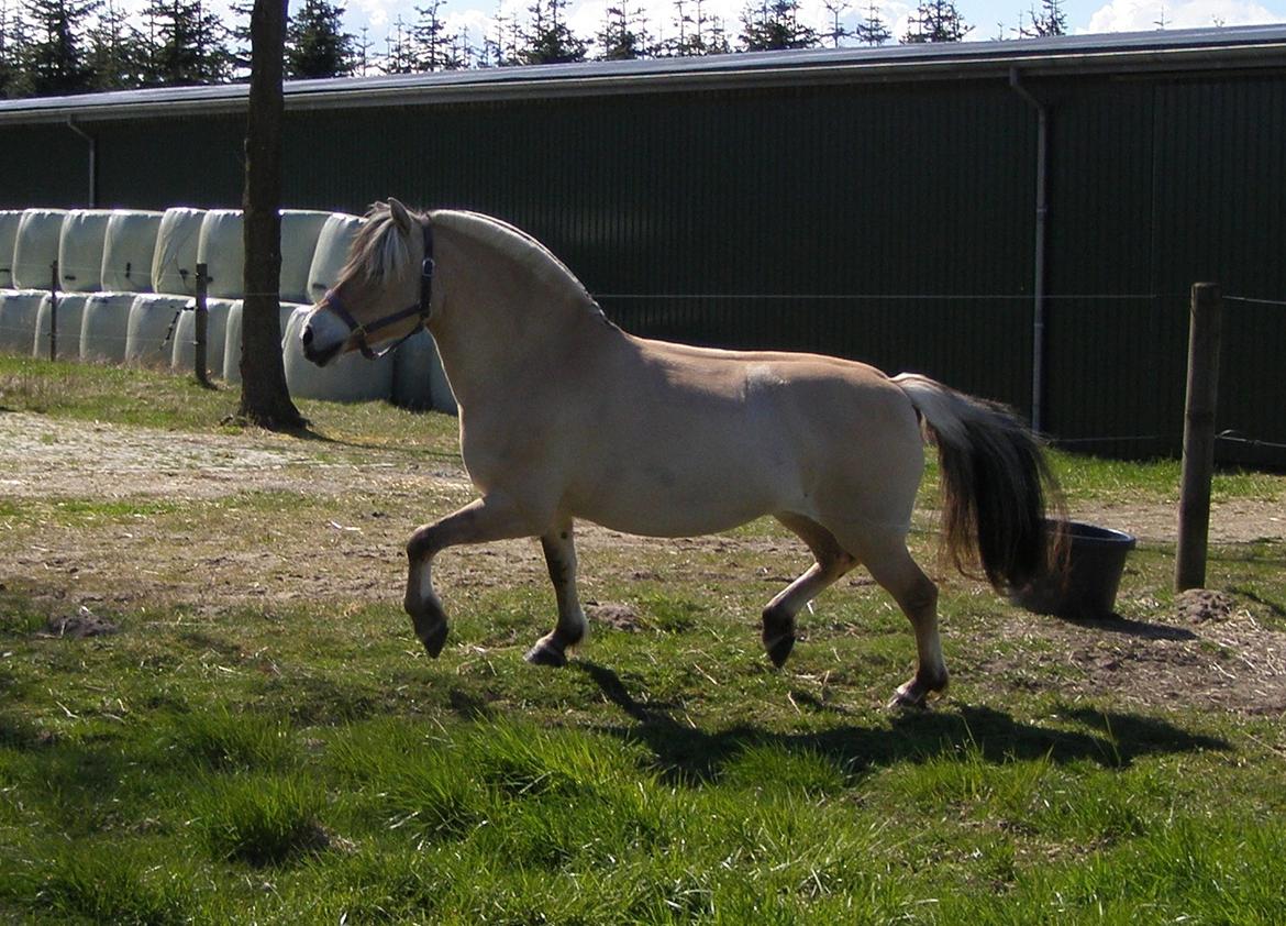 Fjordhest KIRSTINE VÅRBY billede 40