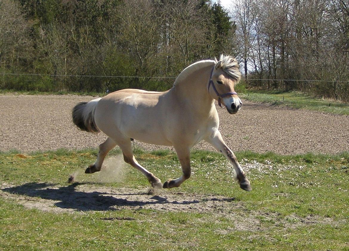 Fjordhest KIRSTINE VÅRBY billede 1