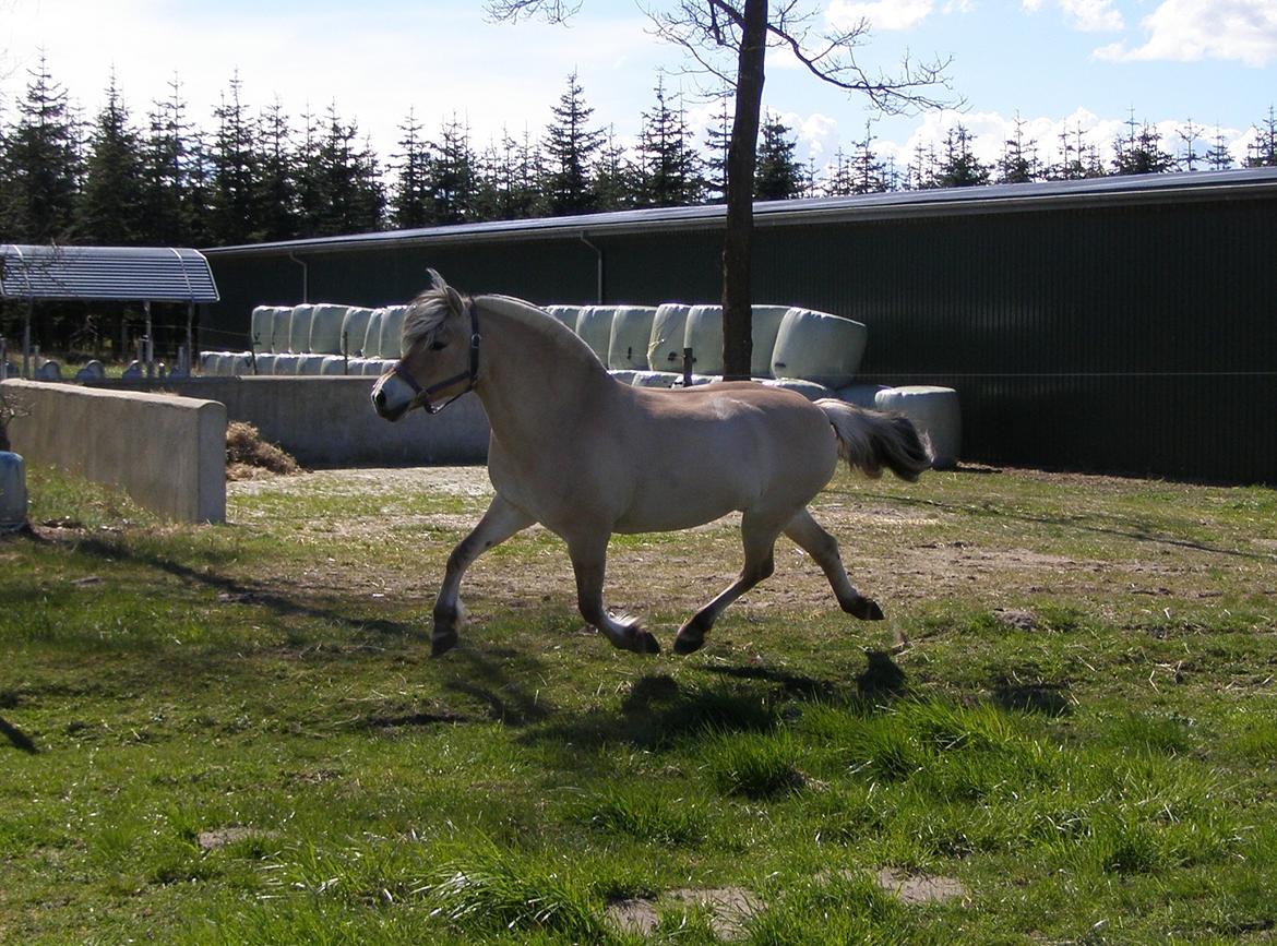 Fjordhest KIRSTINE VÅRBY billede 42