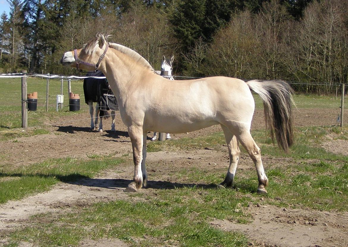 Fjordhest KIRSTINE VÅRBY billede 47