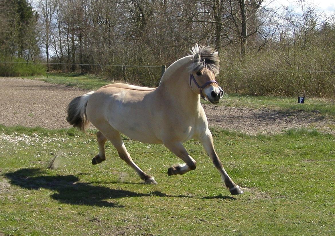 Fjordhest KIRSTINE VÅRBY billede 45