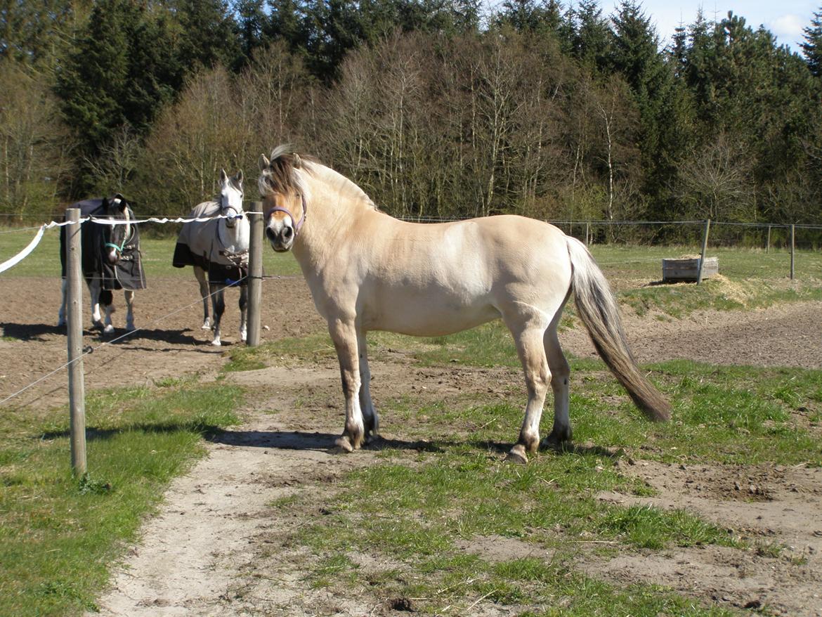 Fjordhest KIRSTINE VÅRBY billede 49